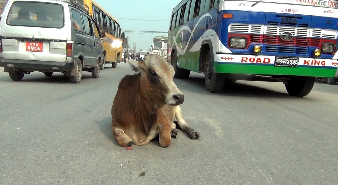 छाडा चौपाया व्यवस्थापनको चुनौति