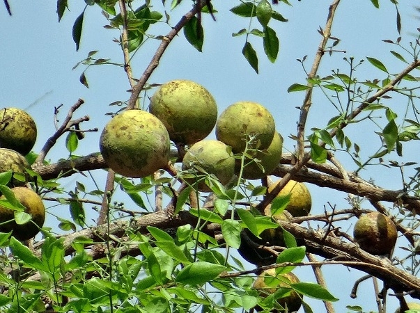 स्वास्थ्यका लागि उपयोगी बेलपत्र