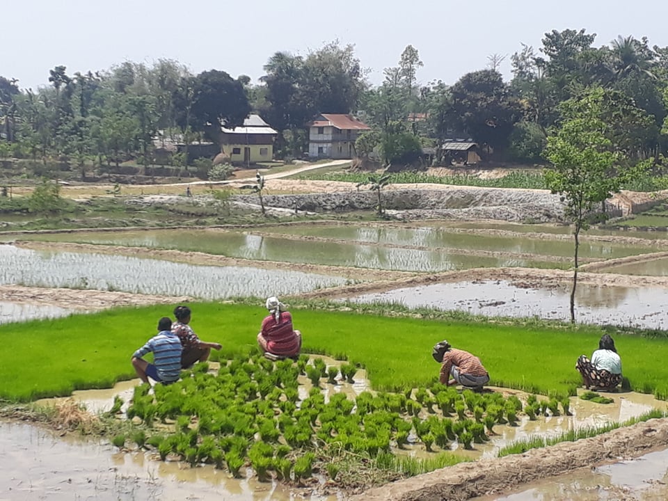 आज राष्ट्रिय धान दिवस तथा दहीच्युरा खाने दिन