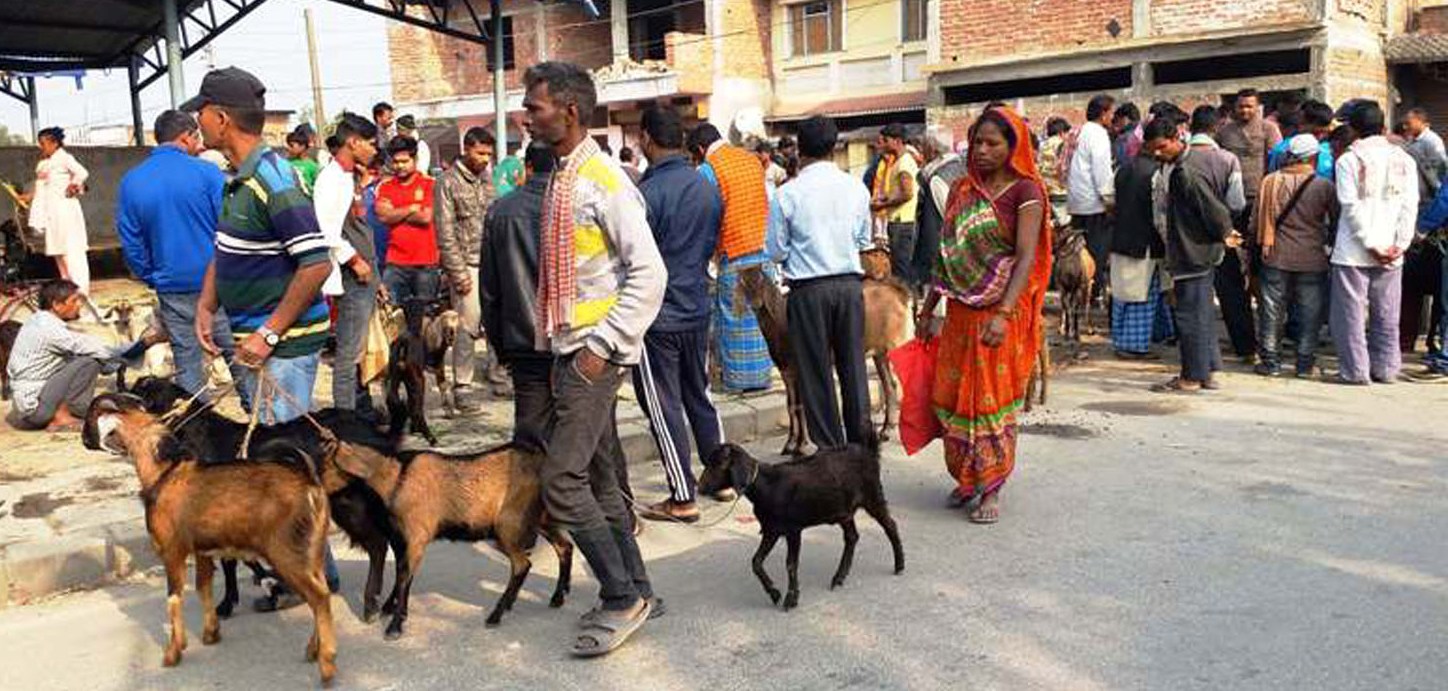 होलीपर्व नजिकिदै जाँदा खसीबोकाको कारोवार वृद्धि