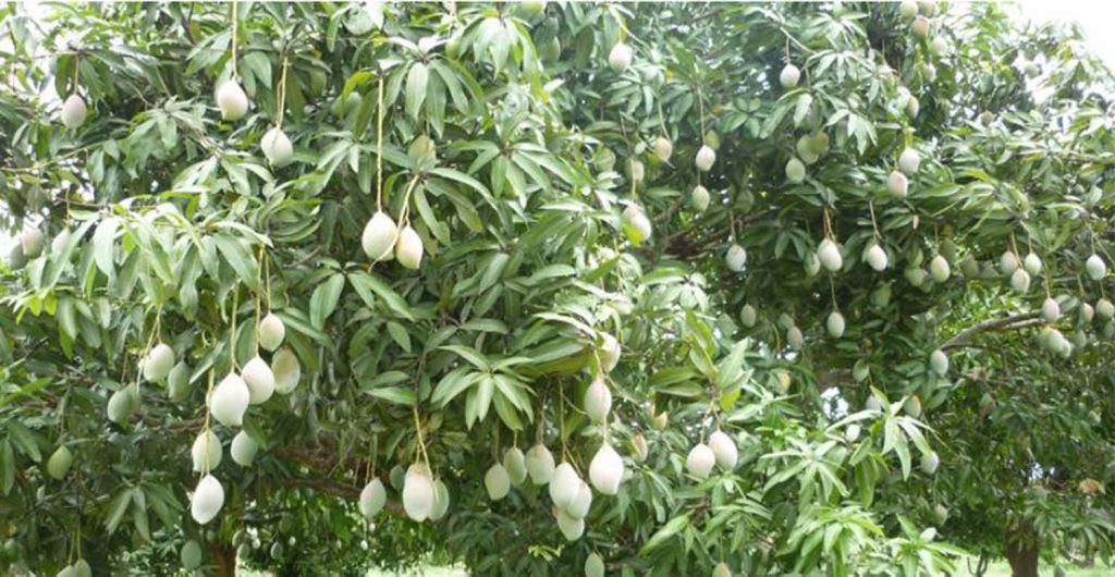 किसानको पिरलो थपिँदै, हुरीबतासले फलफूलमा क्षति