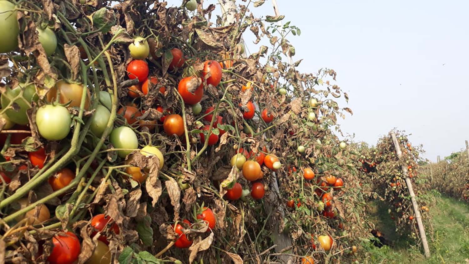 लाखौंको टमाटर बारीमै कुहिँदै (भिडियो)