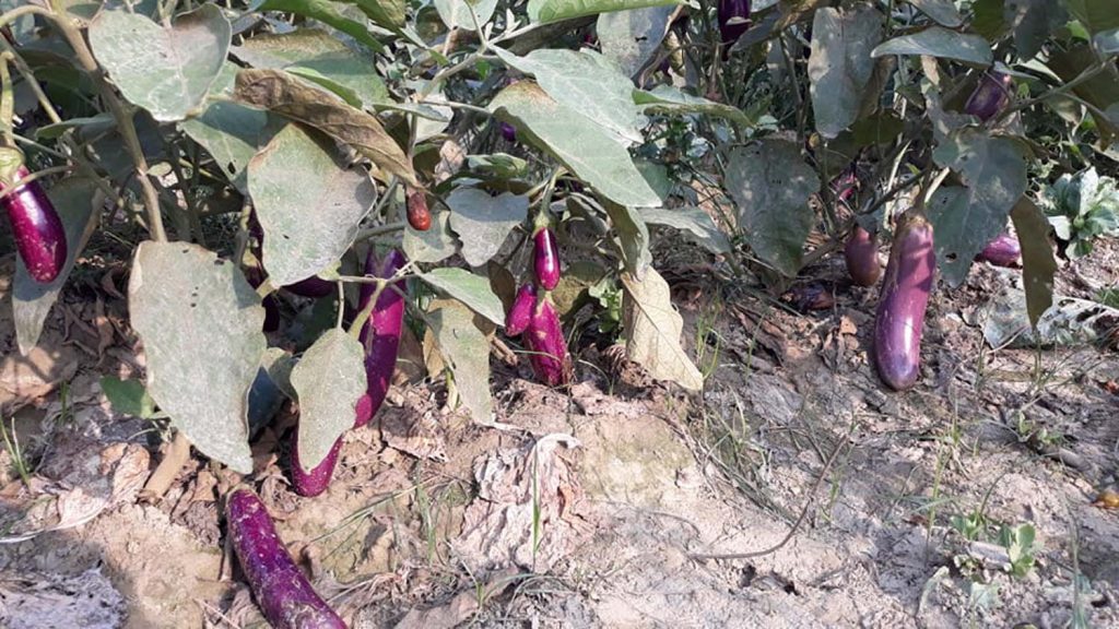 लकडाउनमा ग्रामीण क्षेत्रका युवा तरकारी खेतीमा