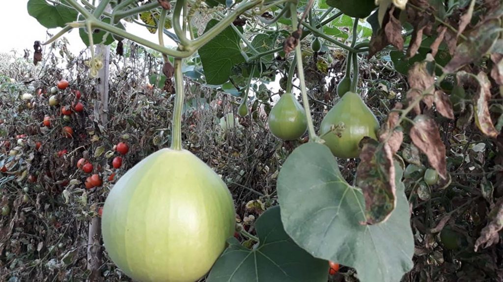 गाउँबस्तीका बाँझा जमिनमा उत्पादनको अवसर