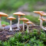 जंगली च्याउ खाँदा उर्लाबारीमा तीन जना बिरामी