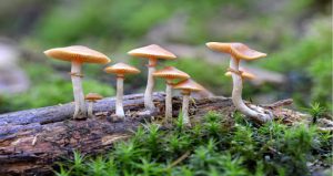 जंगली च्याउ खाँदा उर्लाबारीमा तीन जना बिरामी