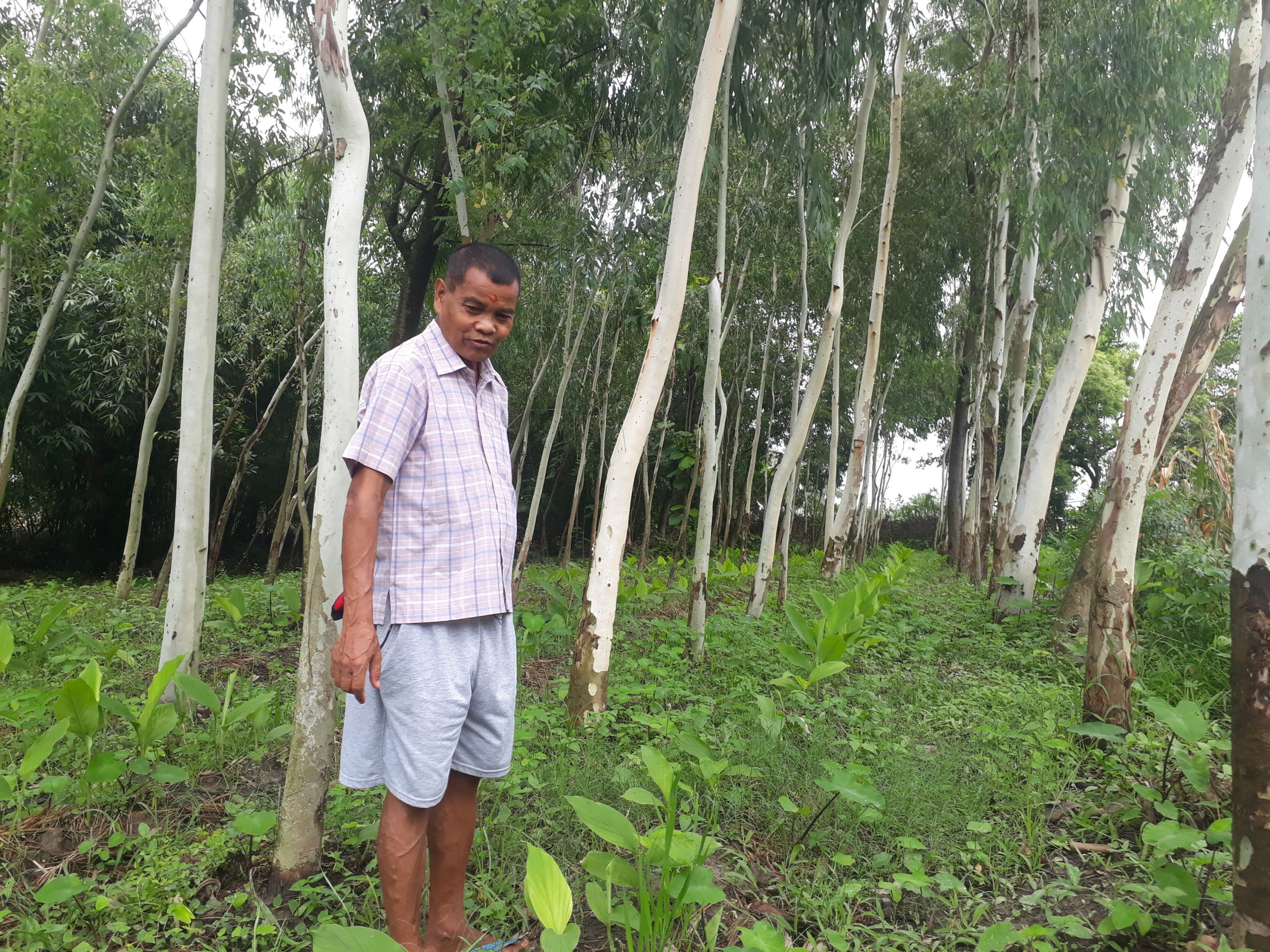 कृषि वनबालीमा किसानको आकर्षण