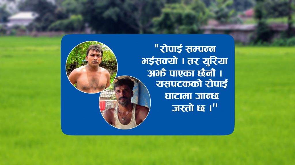 कृषकले समयमै मल पाएनन्, बाली घाटामा जाने चिन्ता