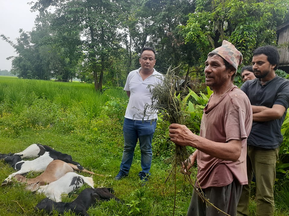 नचिनेको घाँस खुवाउँदा किसानका पाँचवटा खसी मरे