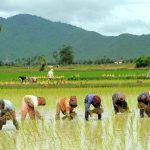 कोशी प्रदेशमा ३१ प्रतिशत रोपाइँ, गत वर्षभन्दा सुधार