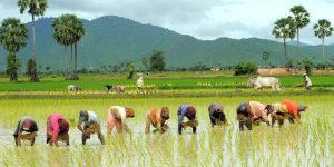 कोशी प्रदेशमा ३१ प्रतिशत रोपाइँ, गत वर्षभन्दा सुधार