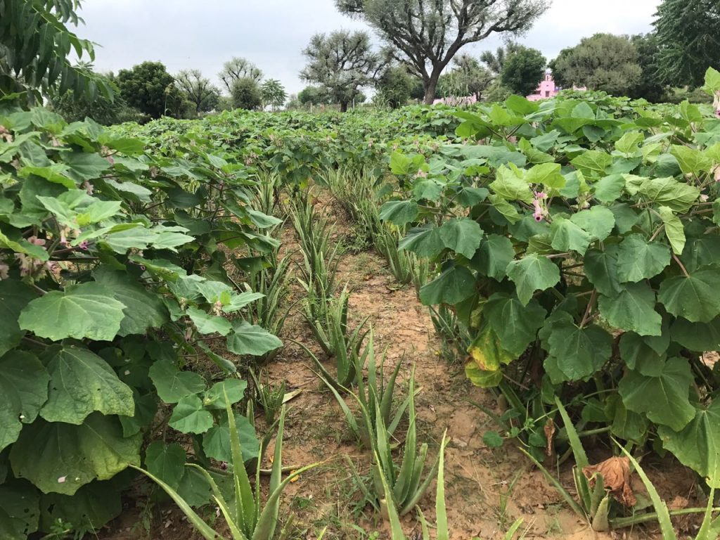 जडीबुटी खेतीमा प्रोत्साहन गर्न निः शुल्क बिरुवा