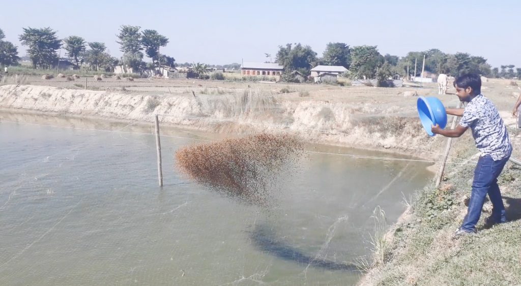 कोशी प्रदेशमा माछापालन : किसानको रोजाइमा पंगास, कार्प पालन ओझेल पर्दै