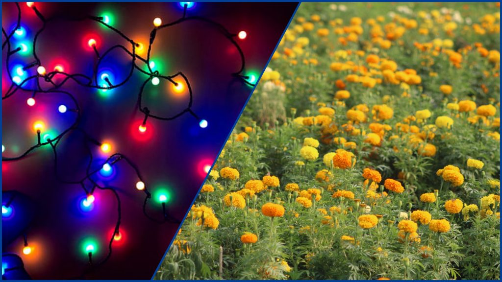 ३ महिनामा एक करोडको झिलिमिली आयात, फुलको आयात शुन्य