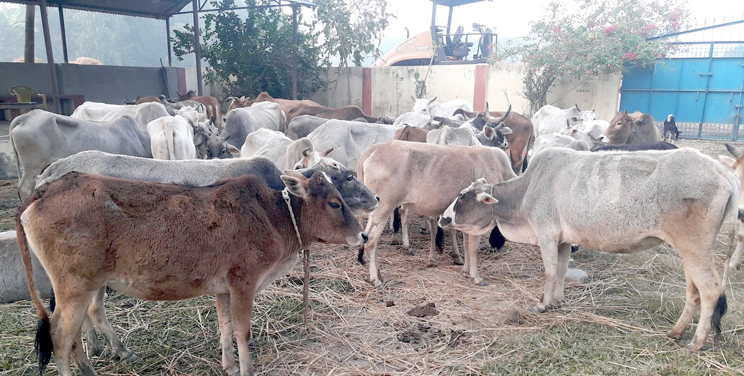 हल बाँधेर गाईगोरूको तस्करी