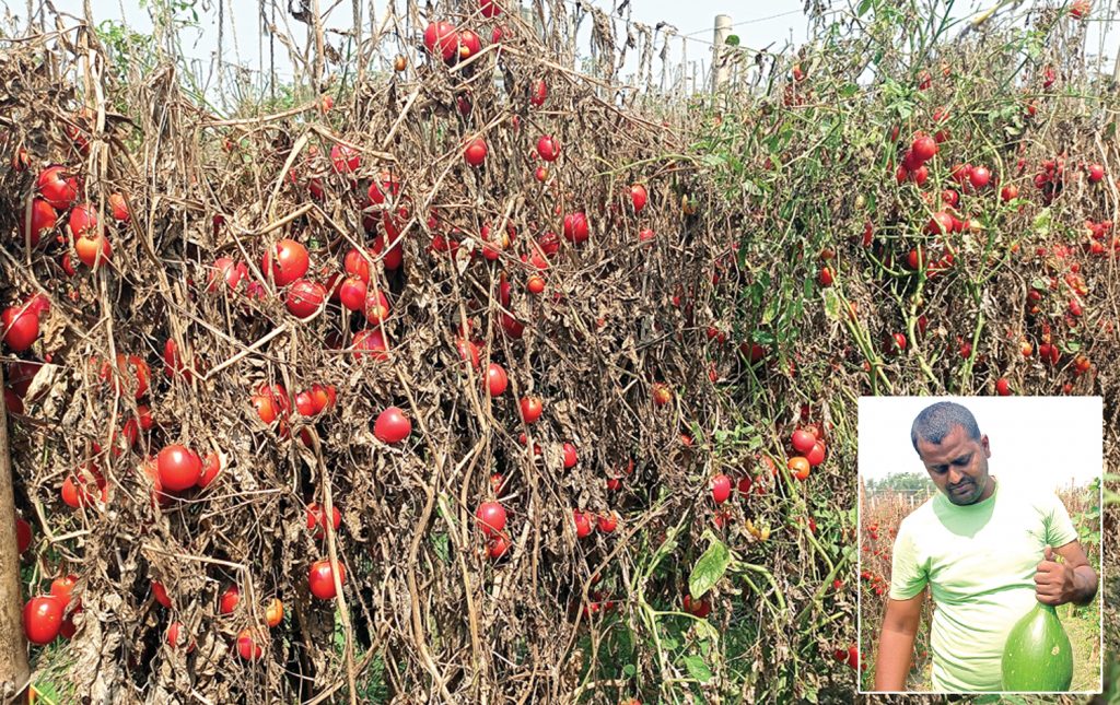 कोरोना कहरमा किसानको पीडा : कर्जा लिएर गरेको तरकारीखेति सखाप