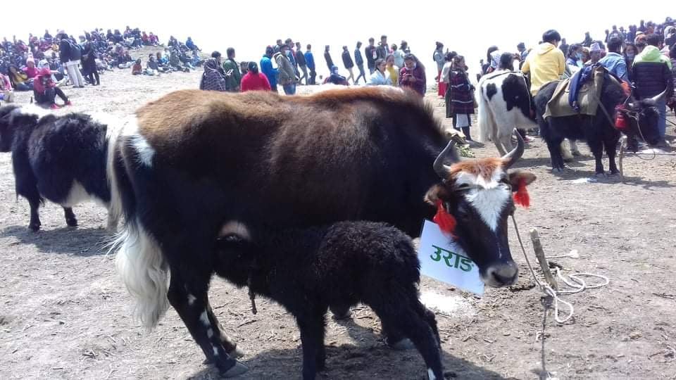 तस्बिरमा चौंरी महोत्सव