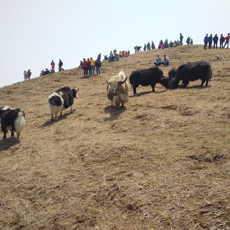 ताप्लेजुङमा चौँरीको आक्रमणबाट विदेशी नागरिक घाइते