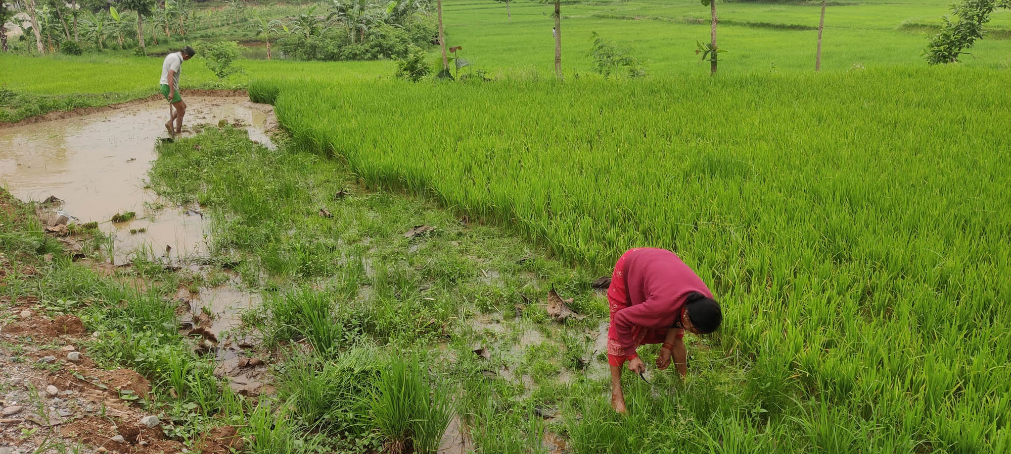 निषेधाज्ञाबीच कृषिकर्ममा व्यस्त गाउँले जनजीवन