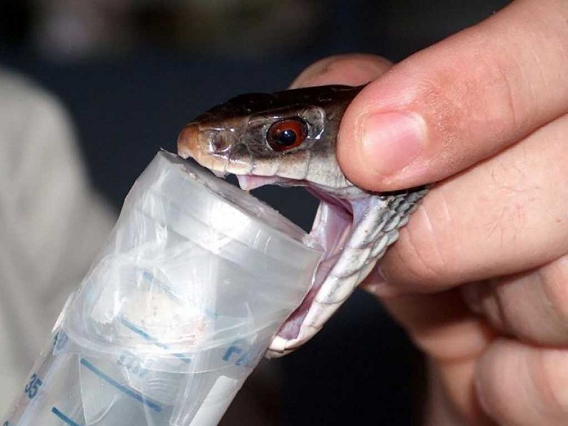 बनियानीमा सर्पदंश उपचार केन्द्र सञ्चालन