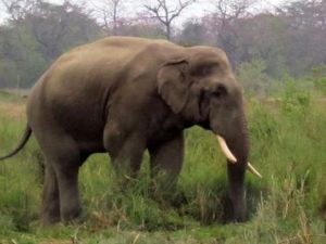 उदयपुरमा जंगली हात्तीको उपद्रो : ६ वटा घर भत्कायो, स्थानीय त्रसित