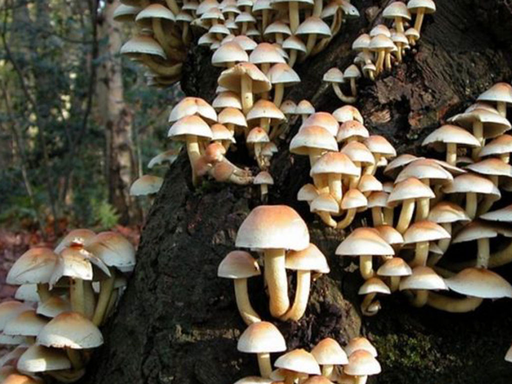 जङ्गली च्याउ खाँदा दुई जनाको मृत्यु