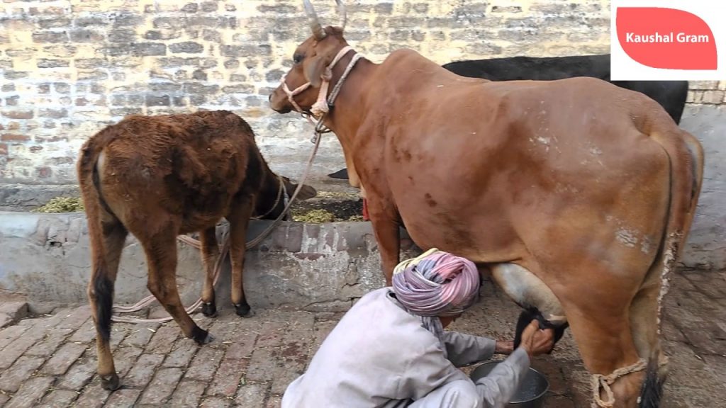 दूध बिक्री नभएको बहानामा सरकारी निकायले रोक्यो किसानको करोडौं रकम