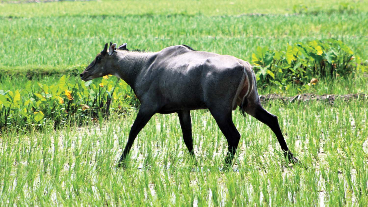 देवानगञ्जमा निलगाईको आतङ्क, अन्नबाली सखाप