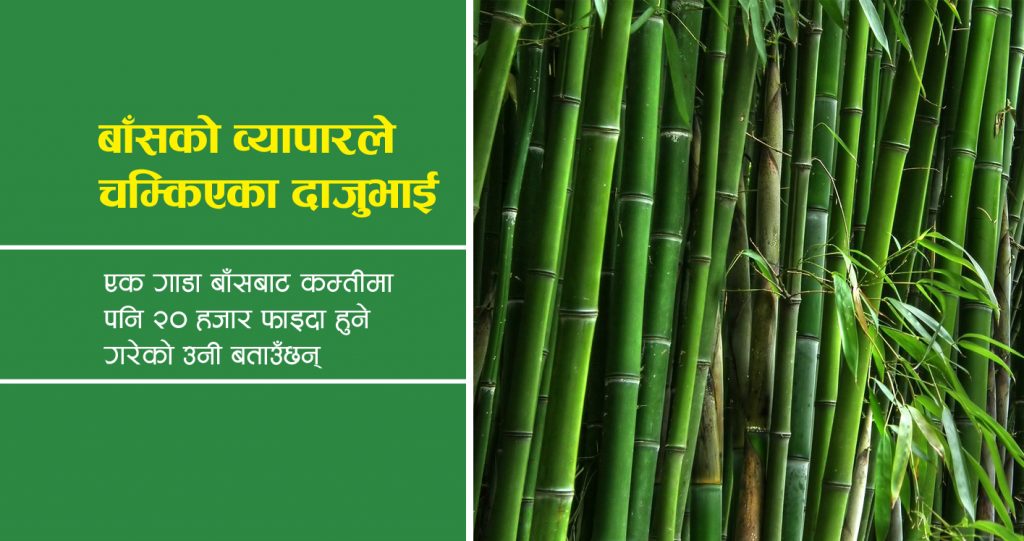 बाँसको व्यापारले चम्किएका दाजुभाई