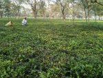 चिया उद्योगको संकट सुल्झाउन प्रधानमन्त्रीले आज उद्योगीसँग छलफल गर्दै