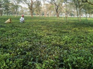 चिया उद्योगको संकट सुल्झाउन प्रधानमन्त्रीले आज उद्योगीसँग छलफल गर्दै