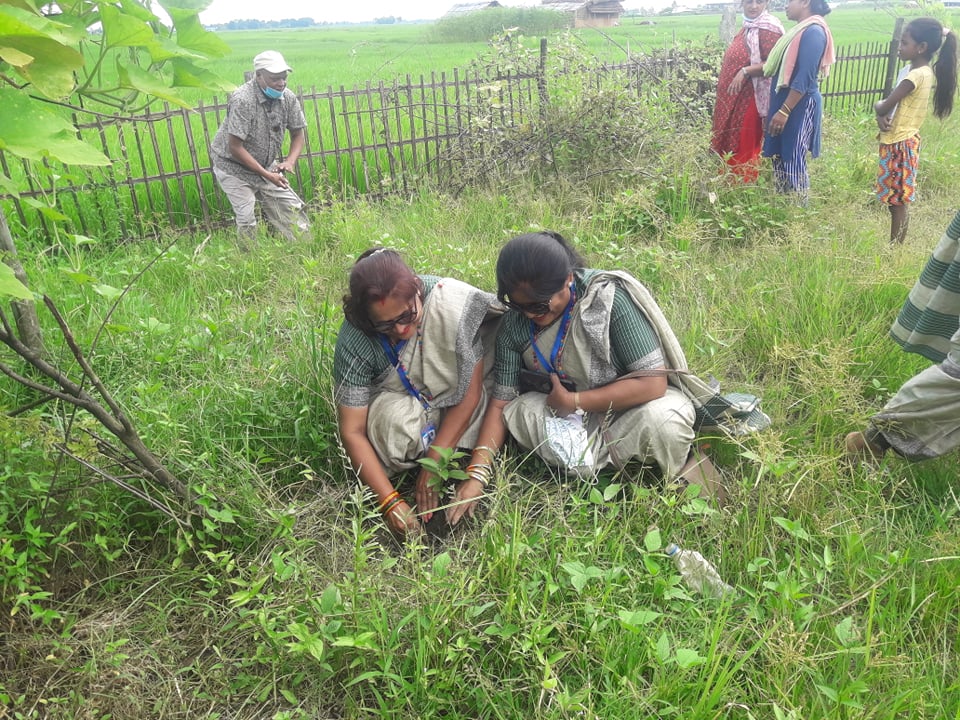 सनरे स्कूलमा वृक्षारोपण