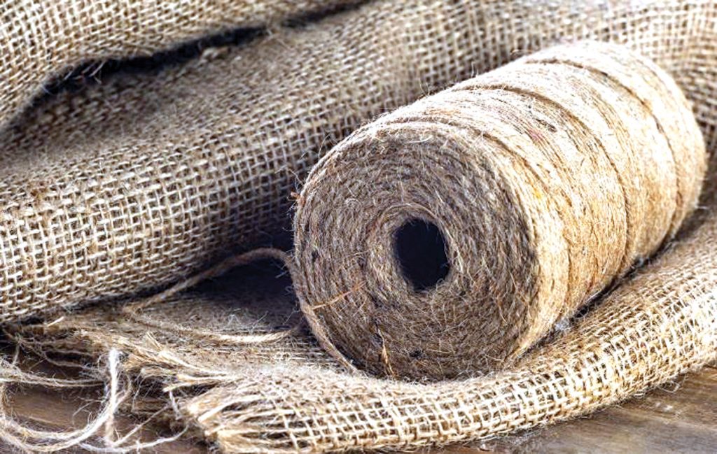 दुई दशकपछि जुटको नयाँ जात सिफारिस