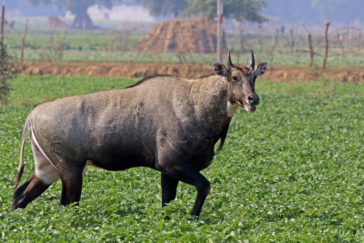 इटहरीमा निलगाइको आतंक, गाउँले त्रासमा