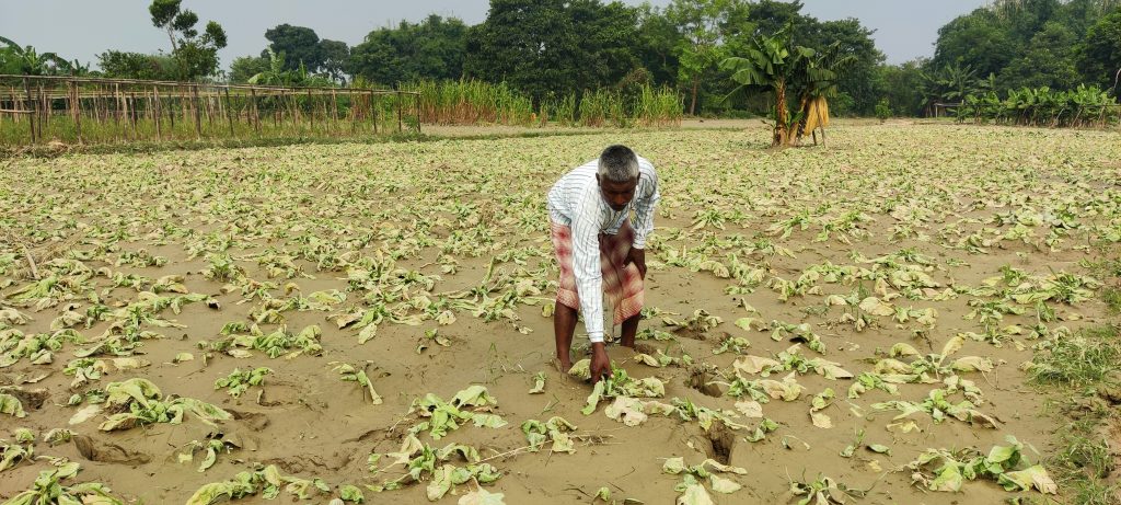 तरकारी किसानको दुःख कसले हेर्ने ? (फोटो)