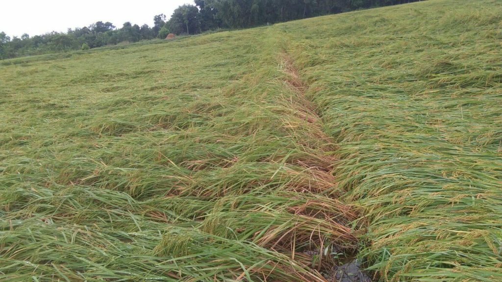 बाढी र हावाहुरीले प्रदेश १ मा करिब ५० हजार हेक्टर क्षेत्रफलको पाकेको धानबाली क्षतिग्रस्त