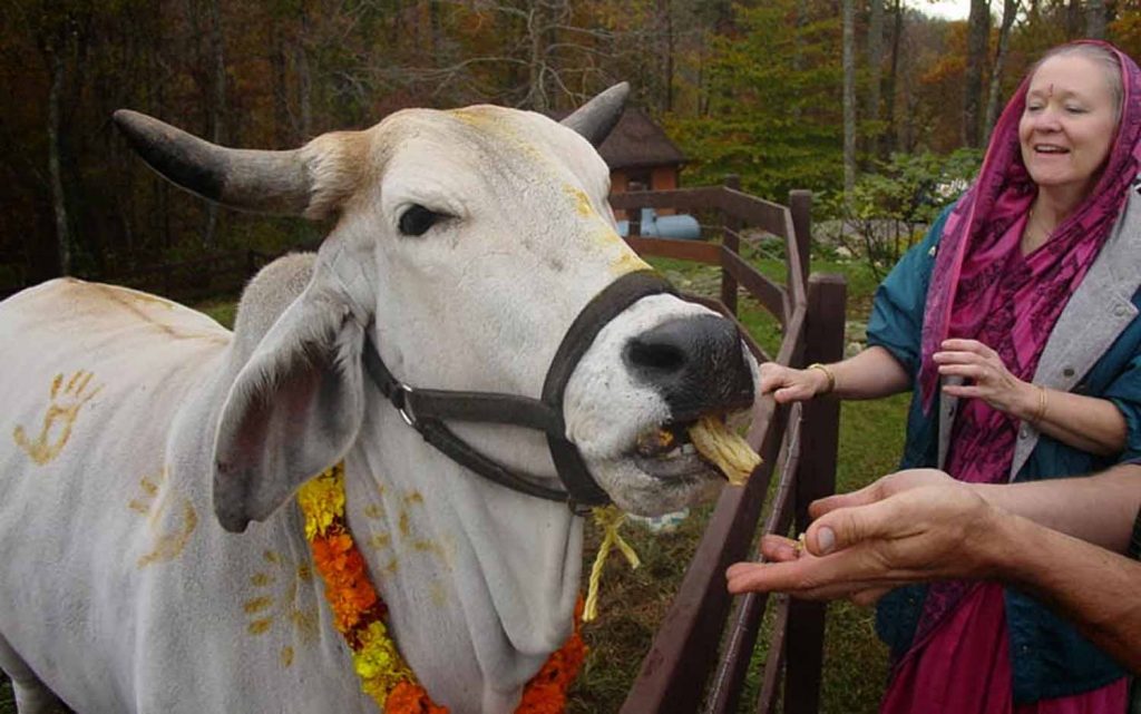 तिहारको चौथो दिन आज गोवर्द्धन पूजा