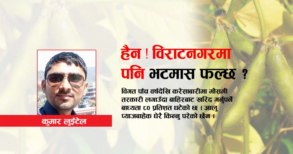 हैन ! विराटनगरमा पनि भटमास फल्छ ?