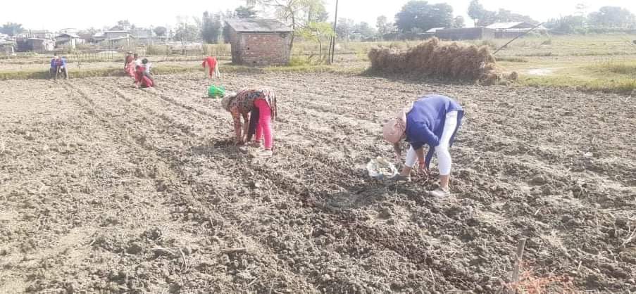 महिलाहरुद्धारा अग्र्यानिक तरकारी खेतीको सुरुवात
