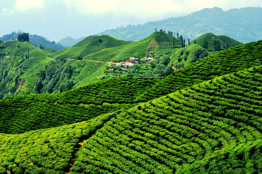 चिया बगानमा अतिक्रमण बढ्न थालेपछि प्रहरी परिचालन