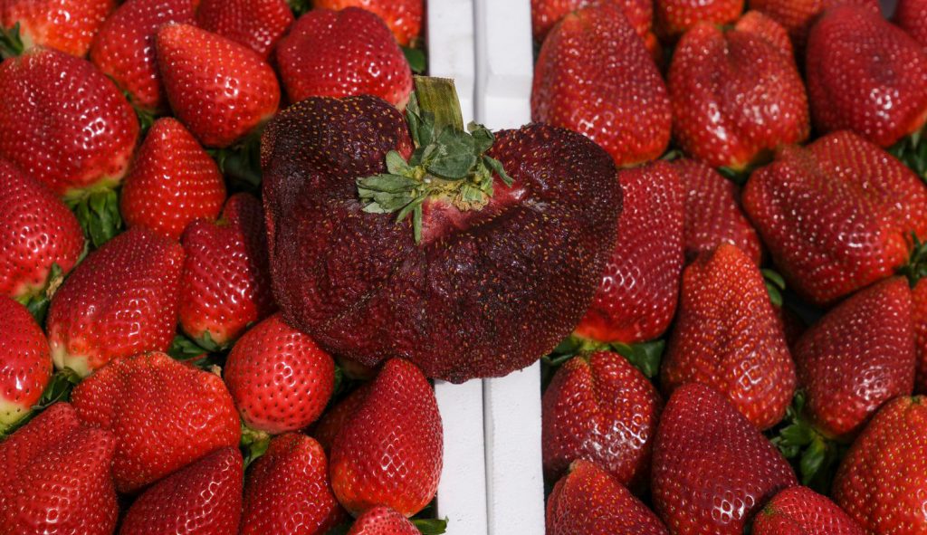 यो हो संसारकै ठूलो स्ट्रबेरी, गिनिज बुुक रेकर्डमा राख्यो कीर्तिमान