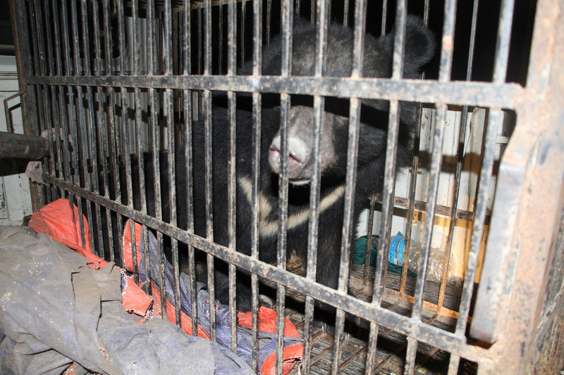 अस्पतालमा थुनिएको भालुलाई पाँच दिनपछि सुरक्षित वासस्थान फर्काइयो