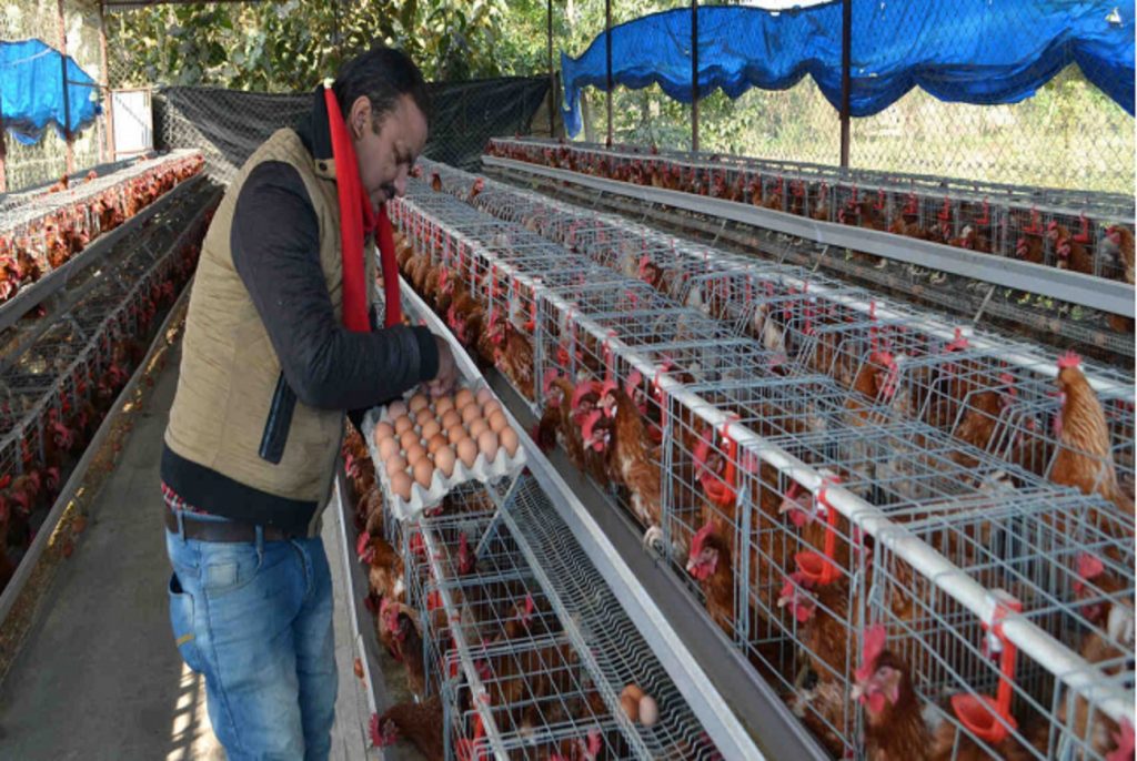 चुनाबसँगै अन्डाको मूल्यमा बृद्धि