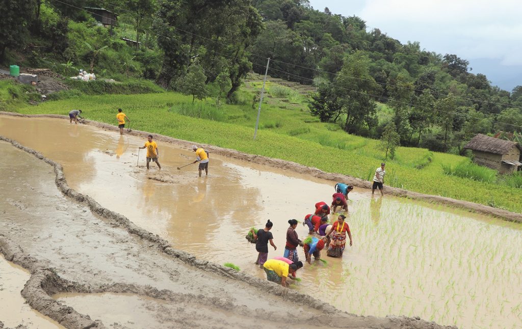 हरायो बेठी परम्परा