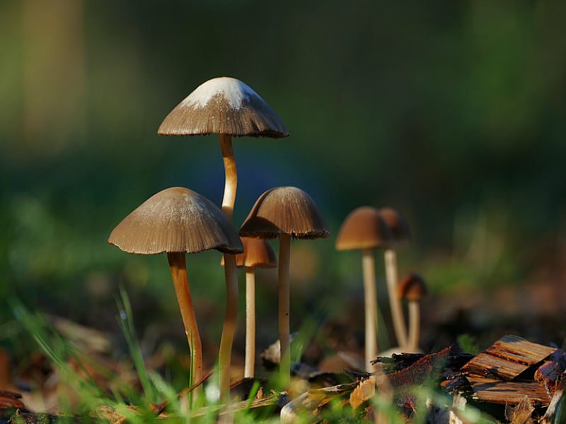 ओखलढुङ्गामा  जंगली च्याउ खाँदा दुई जनाको मृत्यु