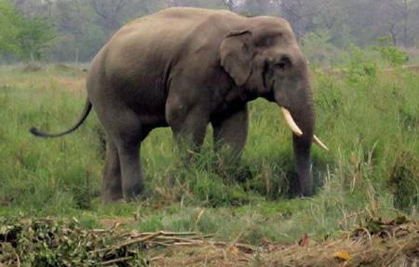 झापामा शौचालय गएका पुरुषको जंगली हात्तीको आक्रमणबाट मृत्यु