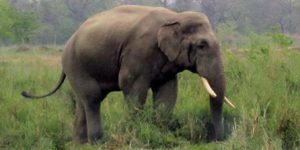 झापामा जंगली हात्तीको आतंक : सर्वसाधारणलाई सतर्क रहन आग्रह