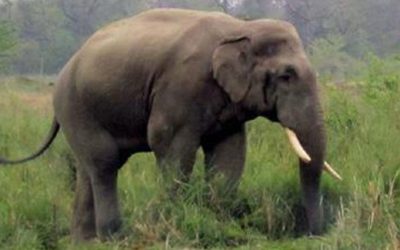 झापामा जङ्गली हात्तीको आक्रमणमा परी एक जनाको मृत्यु