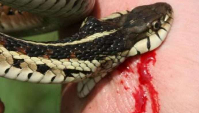 जंगली हात्ती धपाउन गएका  युवकको सर्पको टोकाइ वाट मृत्यु