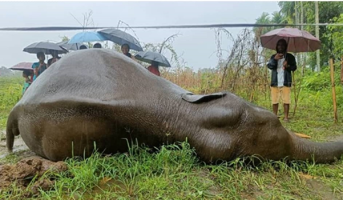 झापाको खेतमा हात्ती मृत अवस्थामा फेला